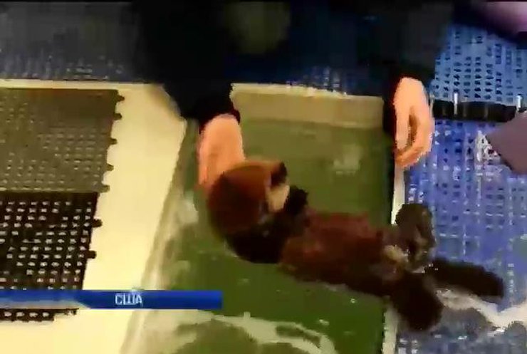 У акваріумі Чикаго врятували маленьке тюленя (відео)