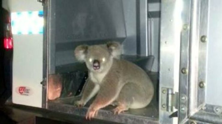 В Австралии гаишники арестовали коалу (фото)