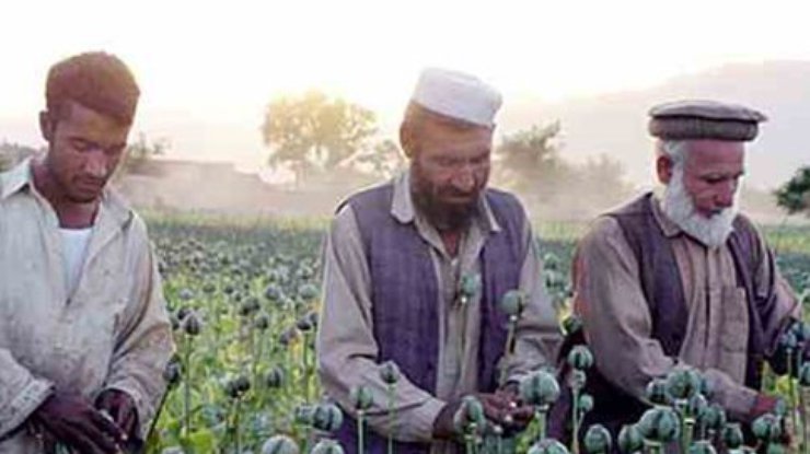 Афганистан побил рекорд по производству наркотиков
