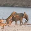 Слоненок дал отпор львам (видео)