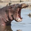 В Нигерии бегемот убил 12 детей