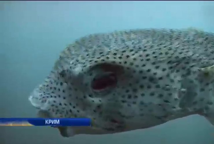 У водах Криму з'явилась отруйна риба фугу
