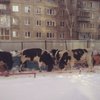 Омск заполонило стадо голодных быков (видео)