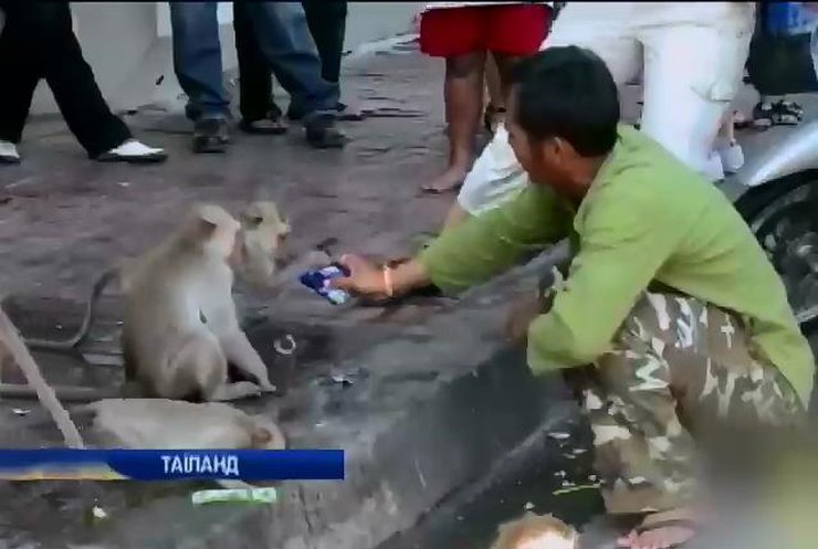 У Таїланді влаштували бенкет для кількох тисяч мавп