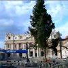 У Ватикані встановили 25-метрову ялинку з Італії