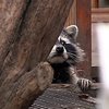 Еноты украли у жителей Туапсинского района все орехи