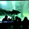 У океанаріумі Мадриду ялинку встановили поруч з акулами