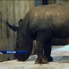 У зоопарку Франції з'явилось на світ маля носорога