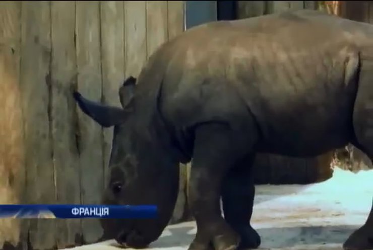 У зоопарку Франції з'явилось на світ маля носорога