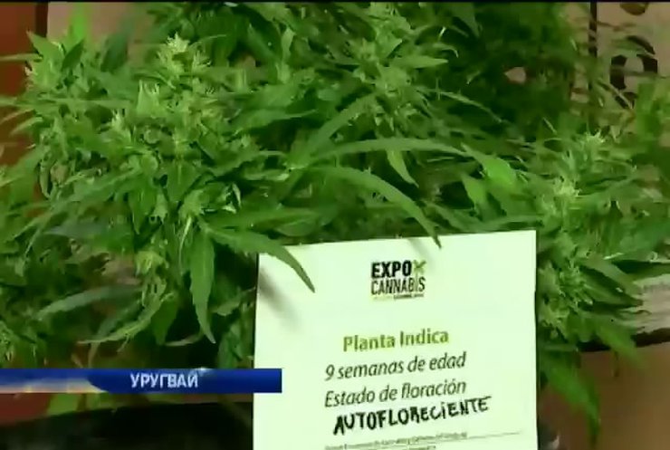 В Уругваї пройшов перший в країні ярмарок марихуани