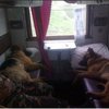 Собаки-пограничники возвращаются домой в купе (фото)