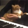 Коту захотелось нежности от пианистки (видео)