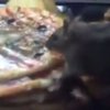 Крыса в Нижнем Новгороде грызла пиццу прямо на прилавке (видео)