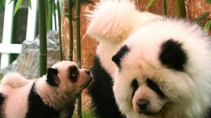 В цирке Италии собак выдали за панд