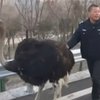 В Китае "арестовали" страуса-гонщика (видео)