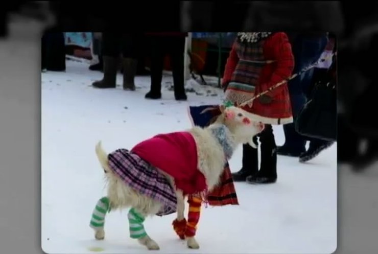 В Татарстане провели конкурс красоты среди коз