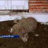 На Львовщине фермер заморил голодом экзотических животных