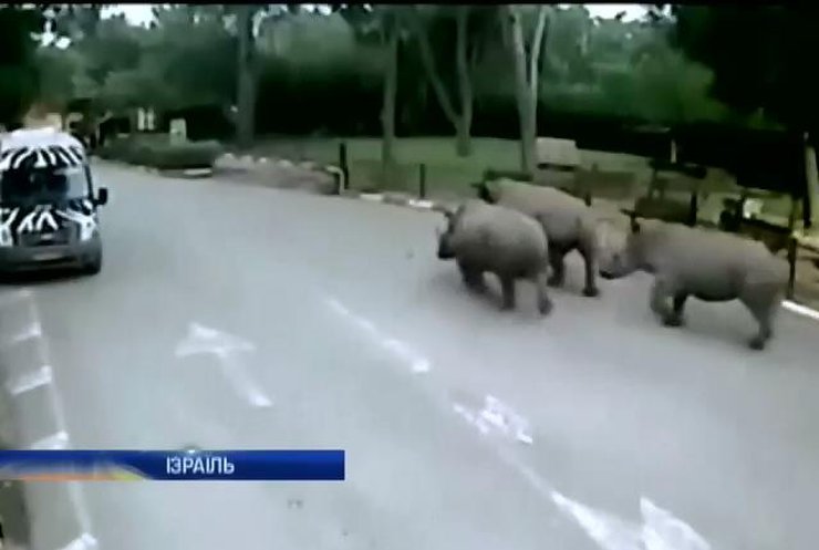 В Ізраїлі носороги втекли з сафарі-парку