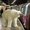 В Лондоне полярный медведь прошелся в метро (фото)