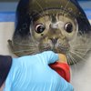 Слепой детеныш тюленя учится выживать без мамы (фото)