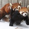 Красные панды дурачатся в снегу в зоопарке Миллбрука (видео)