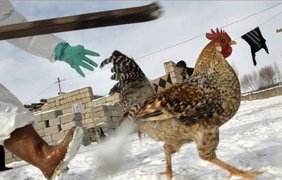 Птичий грипп шагает по планете