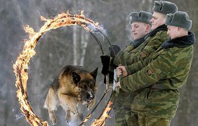 Ко мне, "Хотдог"!