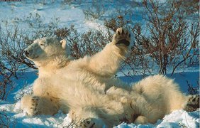 Ай, отстаньте, вынесу я елку!