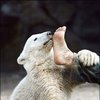 Осьминог на голове. Лучшие фото недели 2007