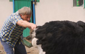 Крылья, ноги... Главное - ХВОСТ!