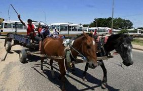 Могут ездить на лошадях, если транспортники бастуют