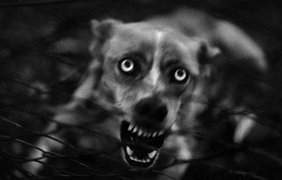 Портрет злой собаки фотографа Джакомо Брунелли