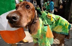 Собака-ирландка!