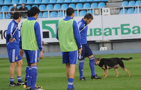 Собаке явно понравилась разминка "Динамо"