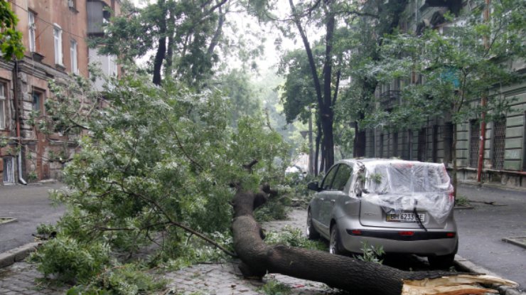 В Одессе шквалистый ветер обрушил сотни деревьев