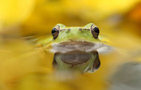 Wild Wonders of Europe: Дикая природа через объектив