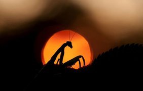 Wild Wonders of Europe: Дикая природа через объектив