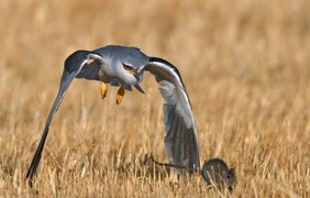 Wild Wonders of Europe: Дикая природа через объектив