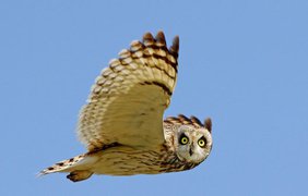 Wild Wonders of Europe: Дикая природа через объектив