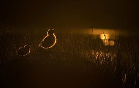 Wild Wonders of Europe: Дикая природа через объектив