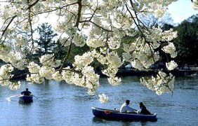 Лодки под цветущей сакурой