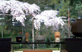 Сакура и чайная церемония