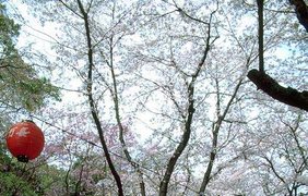 Японцы наслаждаются цветением сакуры