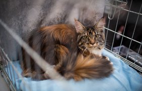 Выставка котов в Киеве