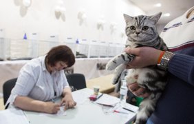 Выставка котов в Киеве