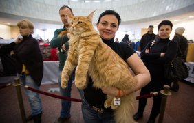 Выставка котов в Киеве