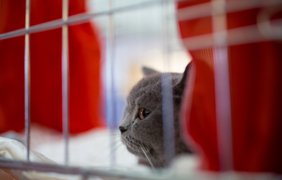 Выставка котов в Киеве