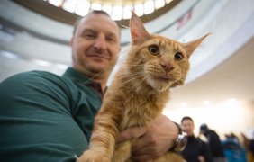 Выставка котов в Киеве