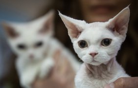 Выставка котов в Киеве