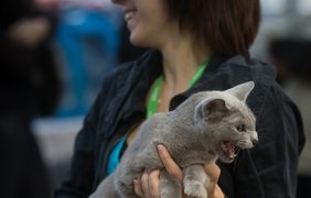 Выставка котов в Киеве